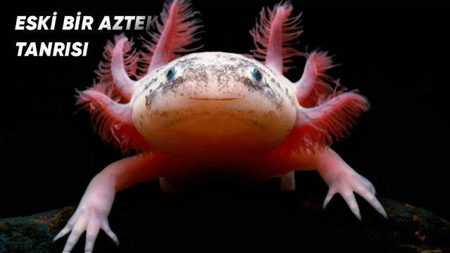 Hemen Her Fotoğrafında Gülen Bu İlginç Canlı ’Aksolotl Semenderi’ Hakkında Tüm Bilinenler