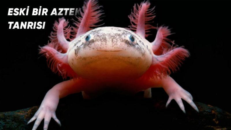 Hemen Her Fotoğrafında Gülen Bu İlginç Canlı ’Aksolotl Semenderi’ Hakkında Tüm Bilinenler