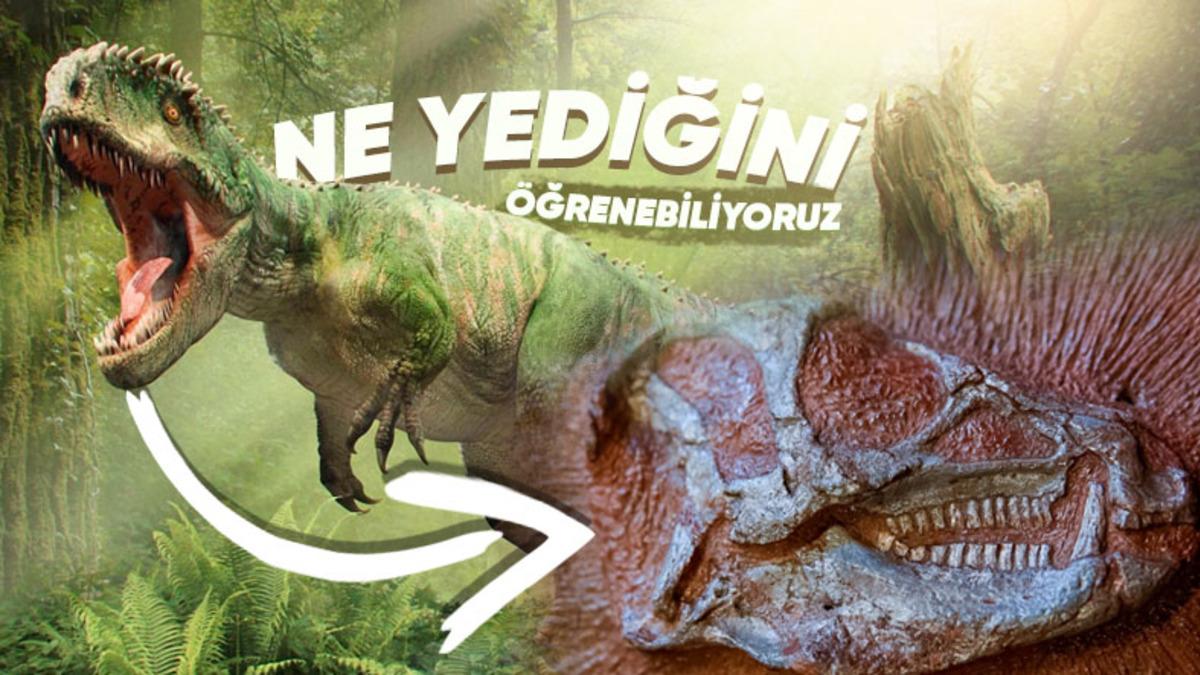 Nasıl Öldüler, Ne Yediler?: Milyonlarca Yıl Önce Yaşamış Bir Canlıyı A’dan Z’ye Tanımamızı Sağlayan Fosiller Hakkında 9 İlginç Bilgi