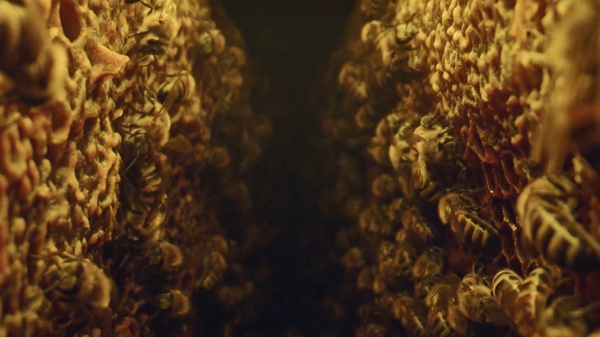 Propolis Yapan Arılar Kovana Sokulan Özel Bir Kamera Sayesinde İlk Kez Bu Kadar Yakından Görüntülendi