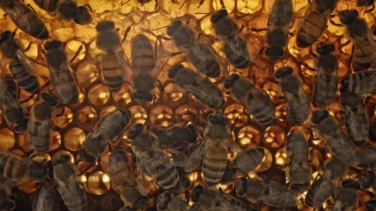 Propolis Yapan Arılar Kovana Sokulan Özel Bir Kamera Sayesinde İlk Kez Bu Kadar Yakından Görüntülendi