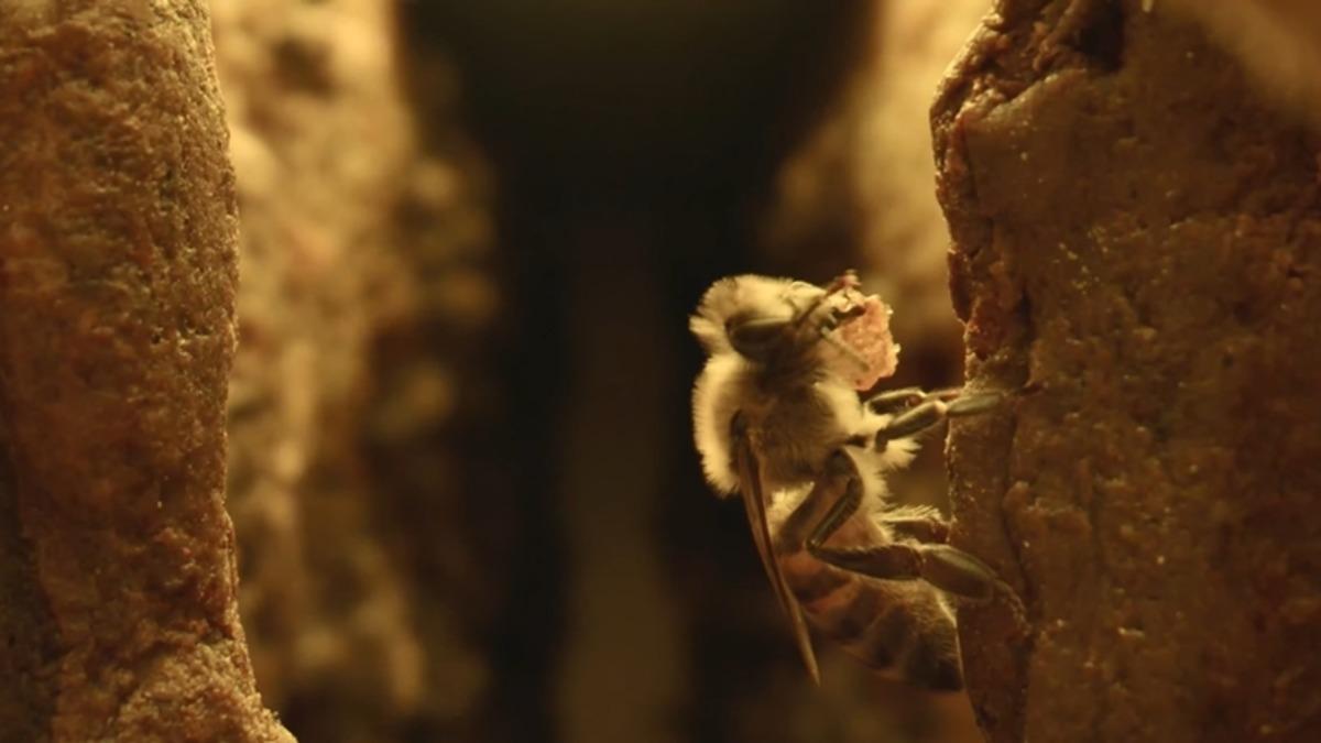 Propolis Yapan Arılar Kovana Sokulan Özel Bir Kamera Sayesinde İlk Kez Bu Kadar Yakından Görüntülendi