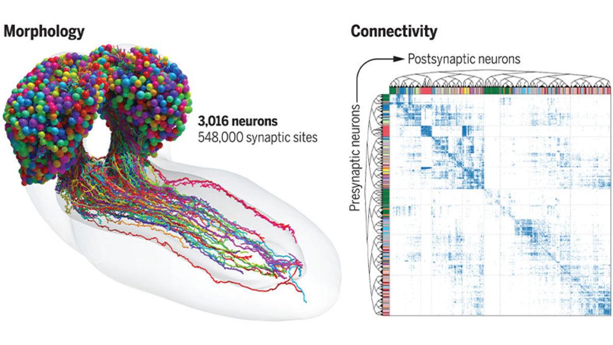 Meyve Sineklerinin Beyin Haritası Çıkarıldı: Yapay Zekâ Modellerine Çok Benziyor