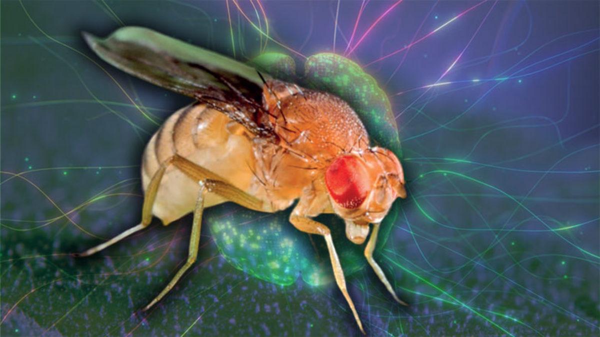 Meyve Sineklerinin Beyin Haritası Çıkarıldı: Yapay Zekâ Modellerine Çok Benziyor