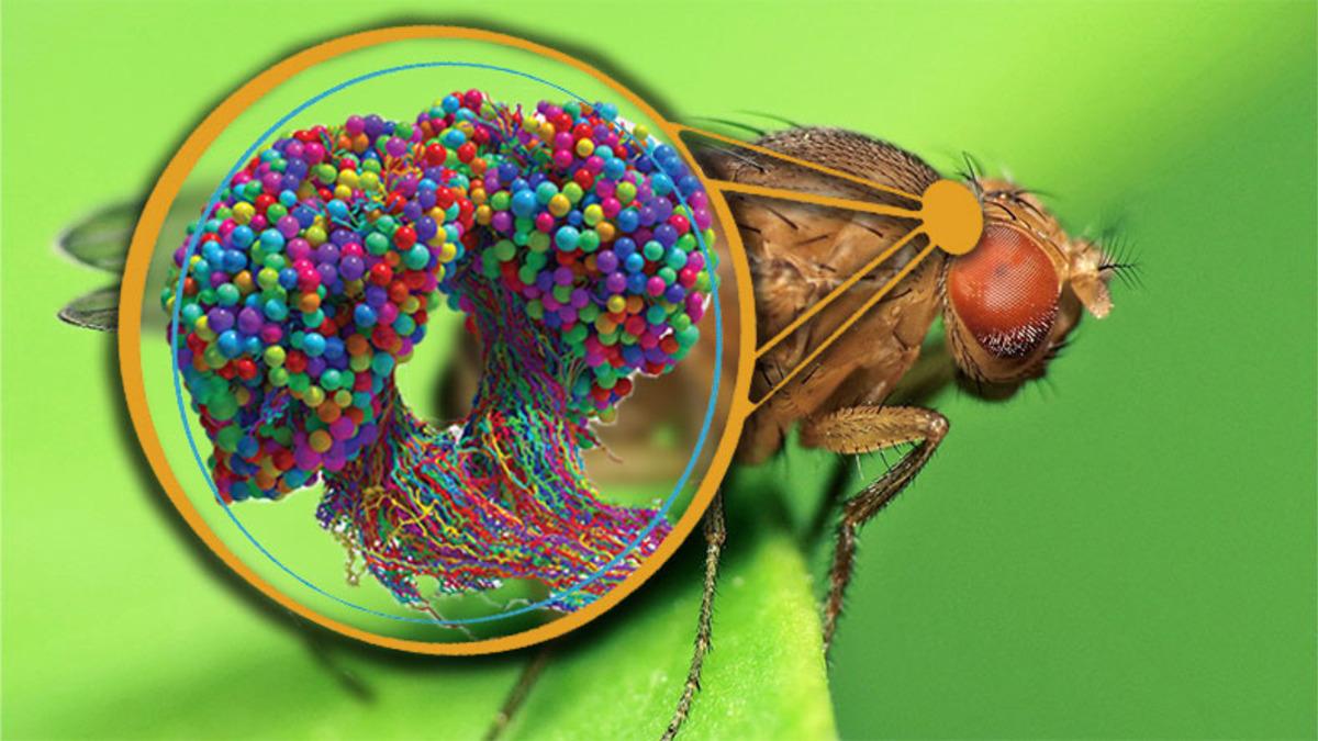 Meyve Sineklerinin Beyin Haritası Çıkarıldı: Yapay Zekâ Modellerine Çok Benziyor