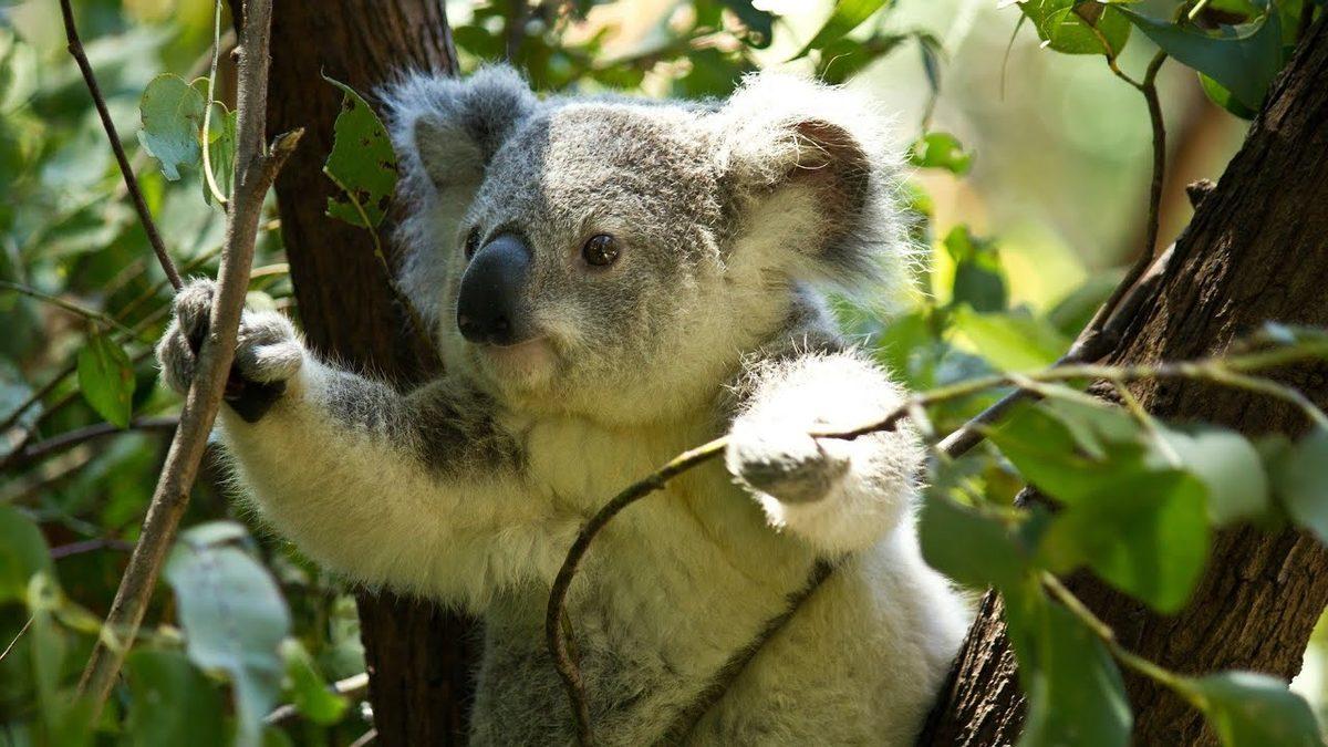 Bu Kadar Çok Uyumalarının Altında ’Haklıymış’ Diyeceğiniz Bir Sebep Yatıyor: Koalalar Hakkında 9 İlginç Bilgi