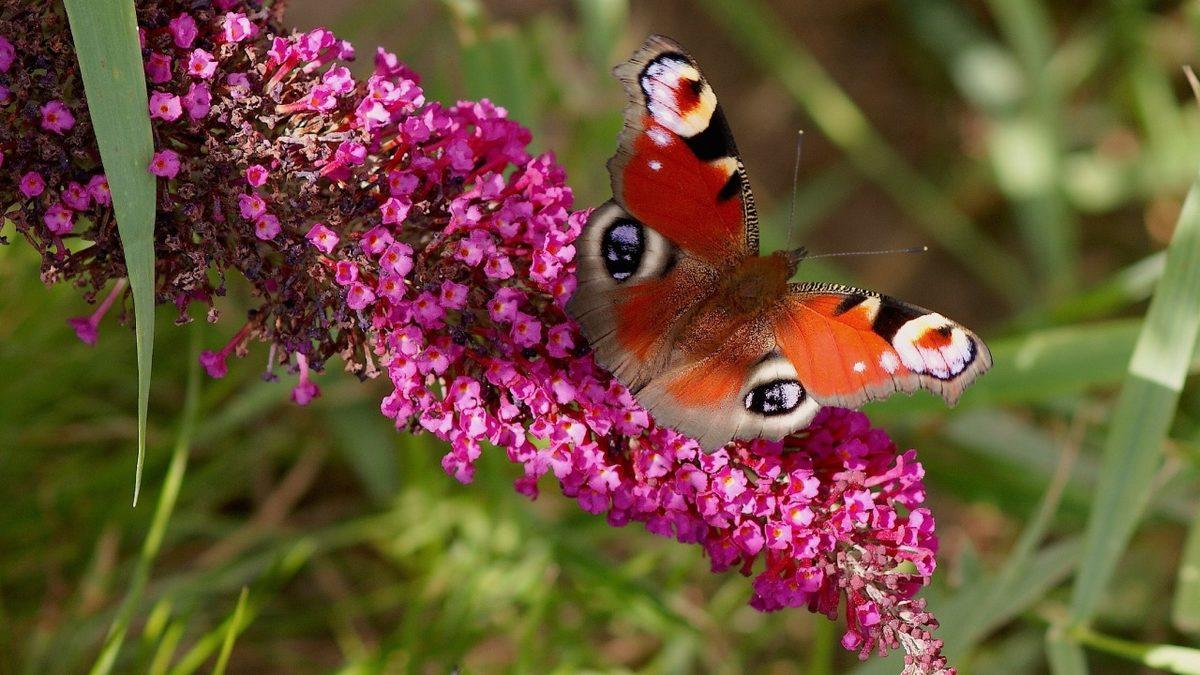 1 Günlük Ömürleri Olduğu Sanılan Kelebeklerin Aslında Ne Kadar Yaşadığını Öğrenince Ortamlarda Anlatmak İsteyeceksiniz