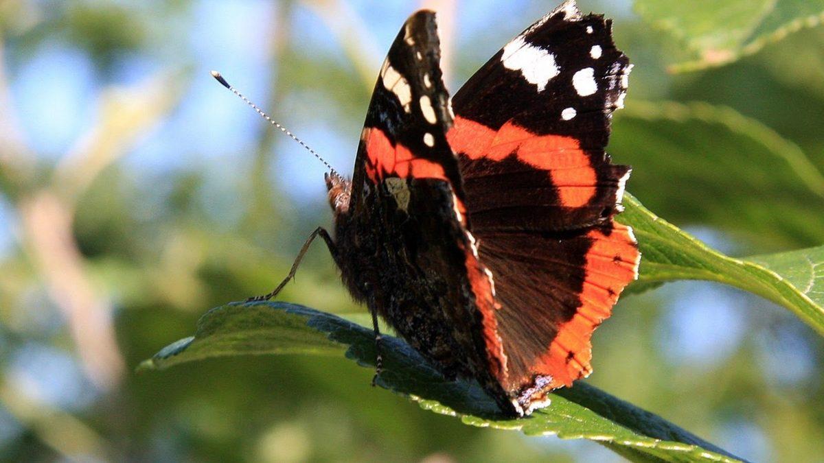 1 Günlük Ömürleri Olduğu Sanılan Kelebeklerin Aslında Ne Kadar Yaşadığını Öğrenince Ortamlarda Anlatmak İsteyeceksiniz