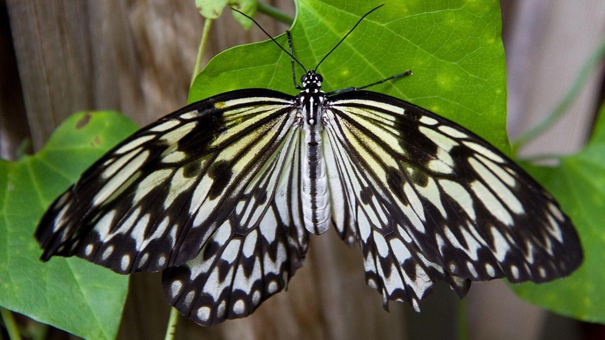 1 Günlük Ömürleri Olduğu Sanılan Kelebeklerin Aslında Ne Kadar Yaşadığını Öğrenince Ortamlarda Anlatmak İsteyeceksiniz
