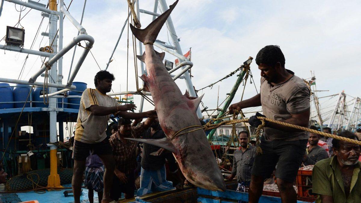 İnsanlık Sheldon’un Okyanus Yasasını Çiğnedi: Endüstriyel Balıkçılık Sebebiyle Büyük Deniz Canlıları Yok Oluyor
