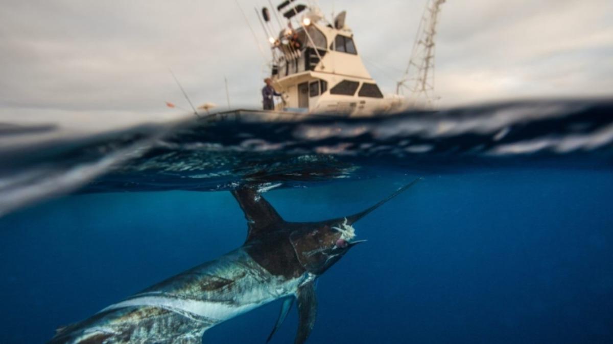İnsanlık Sheldon’un Okyanus Yasasını Çiğnedi: Endüstriyel Balıkçılık Sebebiyle Büyük Deniz Canlıları Yok Oluyor