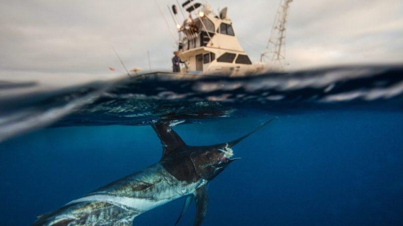 İnsanlık Sheldon’un Okyanus Yasasını Çiğnedi: Endüstriyel Balıkçılık Sebebiyle Büyük Deniz Canlıları Yok Oluyor