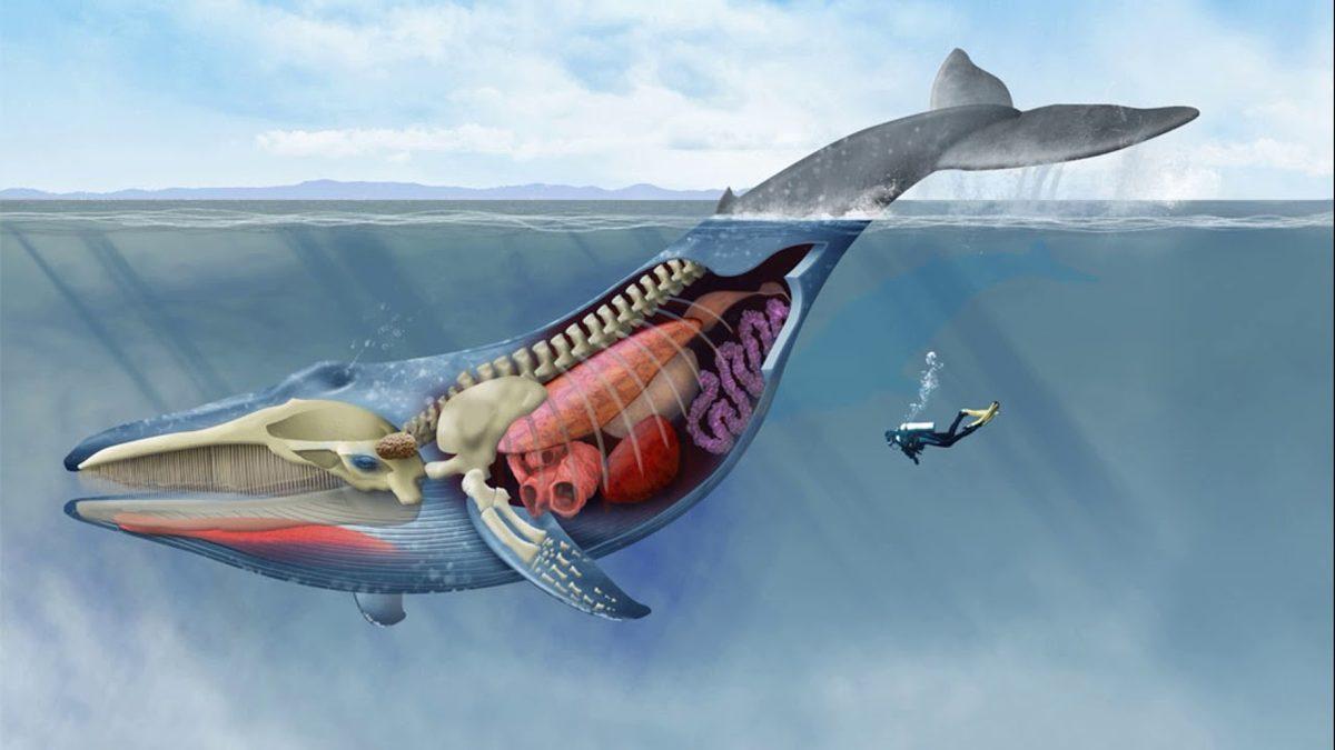 Neyle Beslendiklerine Çok Şaşıracaksınız: Dünyanın En Büyük Hayvanı Mavi Balinalar Hakkında Ağzınızı Açık Bırakacak 9 Gerçek