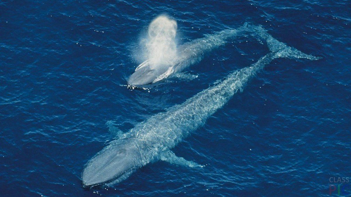 Neyle Beslendiklerine Çok Şaşıracaksınız: Dünyanın En Büyük Hayvanı Mavi Balinalar Hakkında Ağzınızı Açık Bırakacak 9 Gerçek