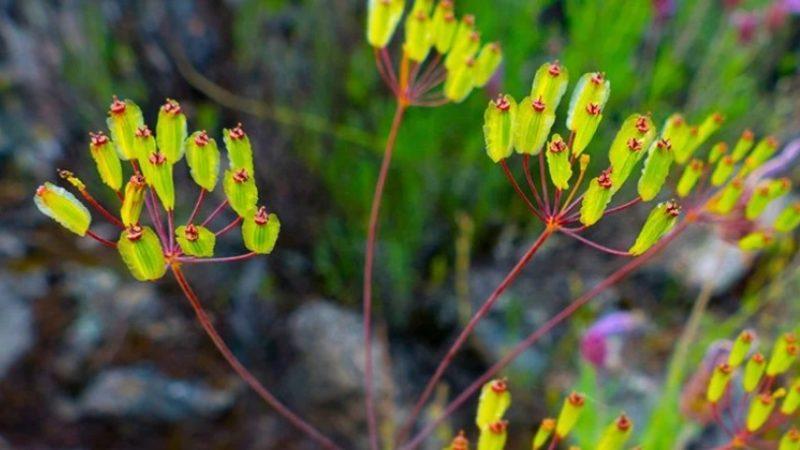 Akdeniz’de Bulunan ’Zehirli’ Bir Bitkinin Tüm Koronavirüs Varyantlarını Engellediği Keşfedildi