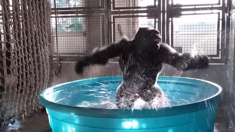 Büyük Maymunların ’Kafayı Bulmak’ İçin Kendi Etraflarında Döndüğü Keşfedildi (Ama Kafamız Nasıl Güzel)