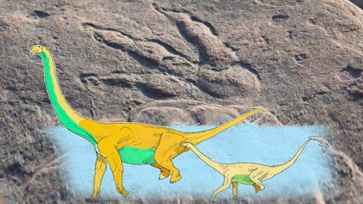 Bazı Dinozor Türlerinin Yalnızca Ön Ayakları Üzerinde Yürüdüğü Ortaya Çıktı