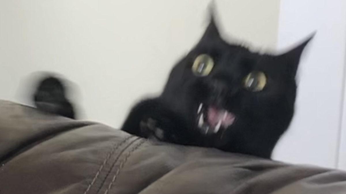 Evcil Kedilerin ’Psikopatlık Seviyeleri’ ve Bunun İnsanlarla İlişkilerine Etkileri Araştırıldı (Evet, Hepsi Psikopatmış)