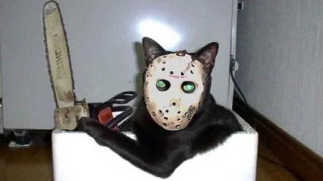 Evcil Kedilerin ’Psikopatlık Seviyeleri’ ve Bunun İnsanlarla İlişkilerine Etkileri Araştırıldı (Evet, Hepsi Psikopatmış)