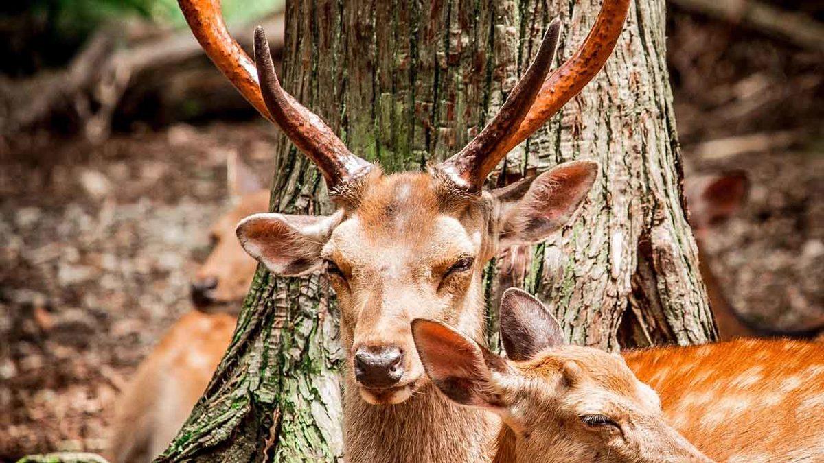 Farelere Geyik Hücreleri Naklederek ’Boynuzlu Fare’ Üretildi: İşte 