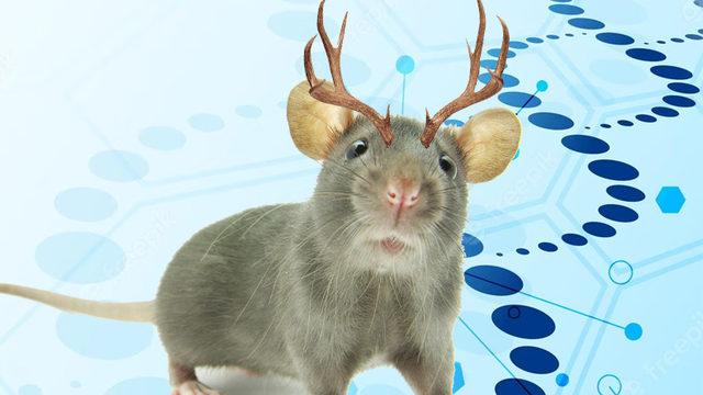 Farelere Geyik Hücreleri Naklederek ’Boynuzlu Fare’ Üretildi: İşte "Kesin Photoshop" Dedirten Fotoğrafları