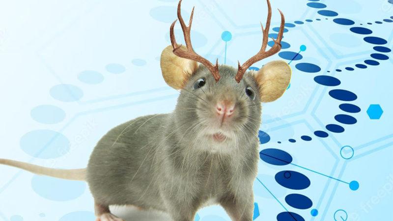 Farelere Geyik Hücreleri Naklederek ’Boynuzlu Fare’ Üretildi: İşte "Kesin Photoshop" Dedirten Fotoğrafları