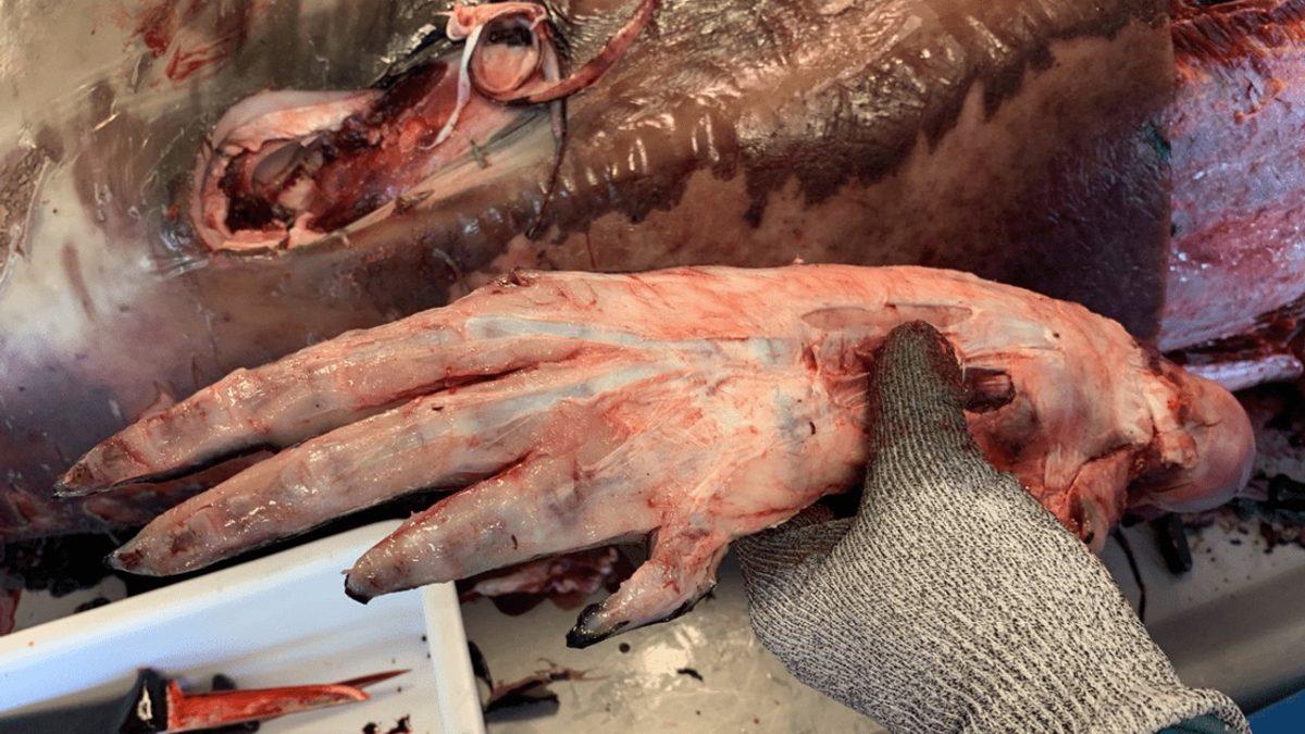 Evrime İnanmayan Biriyseniz Bu Devasa Elin Neye Ait Olduğunu Öğrenince Tüm Ön Yargınız Kırılacak!