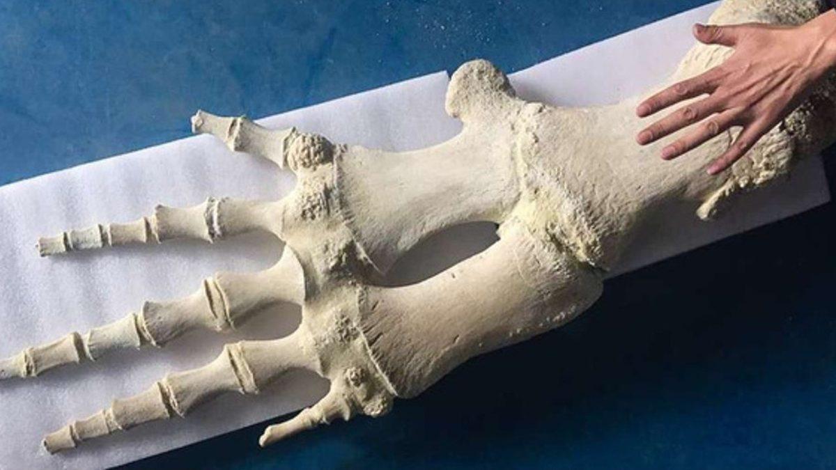 Evrime İnanmayan Biriyseniz Bu Devasa Elin Neye Ait Olduğunu Öğrenince Tüm Ön Yargınız Kırılacak!