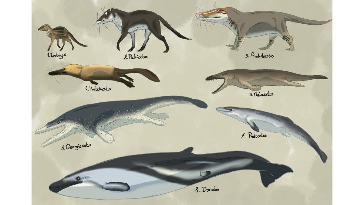 Evrime İnanmayan Biriyseniz Bu Devasa Elin Neye Ait Olduğunu Öğrenince Tüm Ön Yargınız Kırılacak!