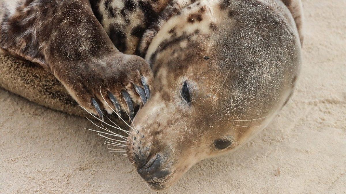 Evrime İnanmayan Biriyseniz Bu Devasa Elin Neye Ait Olduğunu Öğrenince Tüm Ön Yargınız Kırılacak!