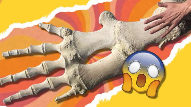 Evrime İnanmayan Biriyseniz Bu Devasa Elin Neye Ait Olduğunu Öğrenince Tüm Ön Yargınız Kırılacak!