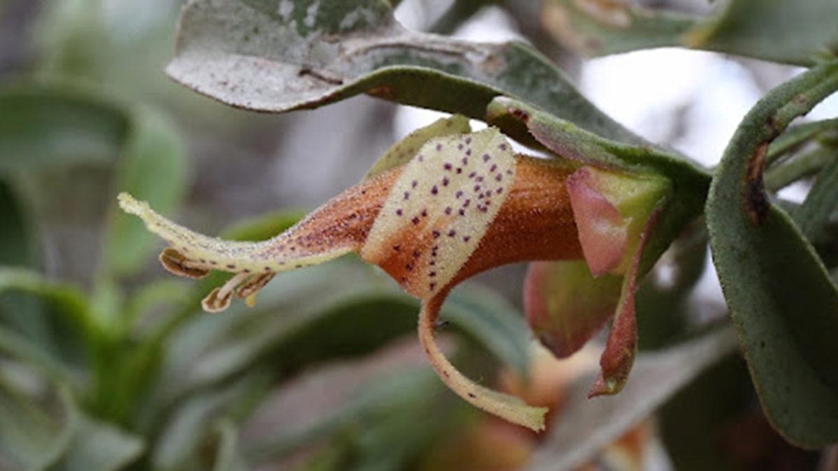Araştırmacılardan Gülümseten Haber: Kanser Tedavisini Hızlandıracak Bir Bitki Keşfedildi