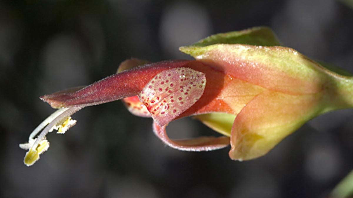 Araştırmacılardan Gülümseten Haber: Kanser Tedavisini Hızlandıracak Bir Bitki Keşfedildi