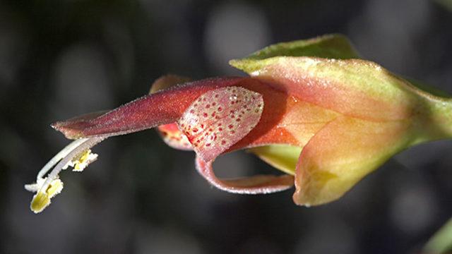 Araştırmacılardan Gülümseten Haber: Kanser Tedavisini Hızlandıracak Bir Bitki Keşfedildi