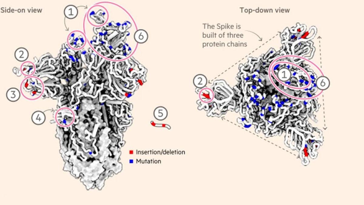 Tüm Dünyada Paniğe Neden Olan Omicron Varyantının İlk Görüntüsü Paylaşıldı