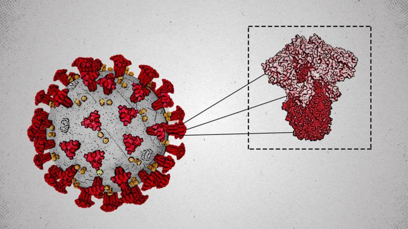 Tüm Dünyada Paniğe Neden Olan Omicron Varyantının İlk Görüntüsü Paylaşıldı