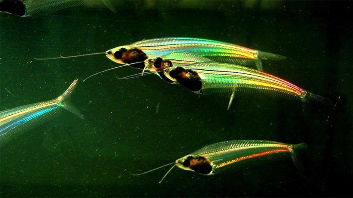 Neredeyse Cam Gibi Şeffaf Olan Bu Balıkların Gizemi Çözüldü: Neden Gökkuşağı gibi Parlıyorlar?