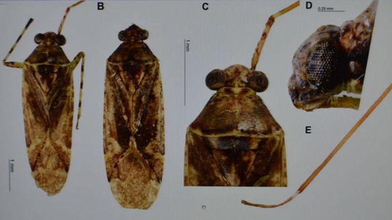 Mardin’de Yeni Bir Böcek Türü Keşfedildi: Eski Tarım Bakanının Adı Verildi