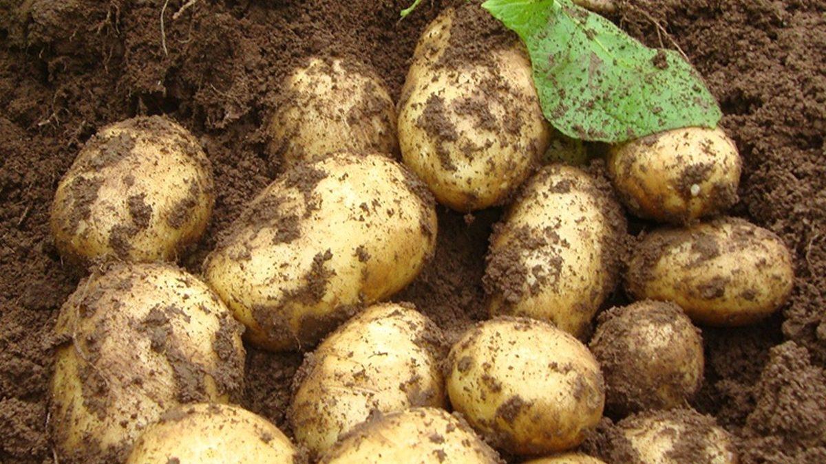 Bugün Mutfaktan Eksik Olmayan Bildiğiniz Patates, Savaşlara ve Kıtlıklara Neden Olup Dünyanın Kaderini Nasıl Değiştirdi?