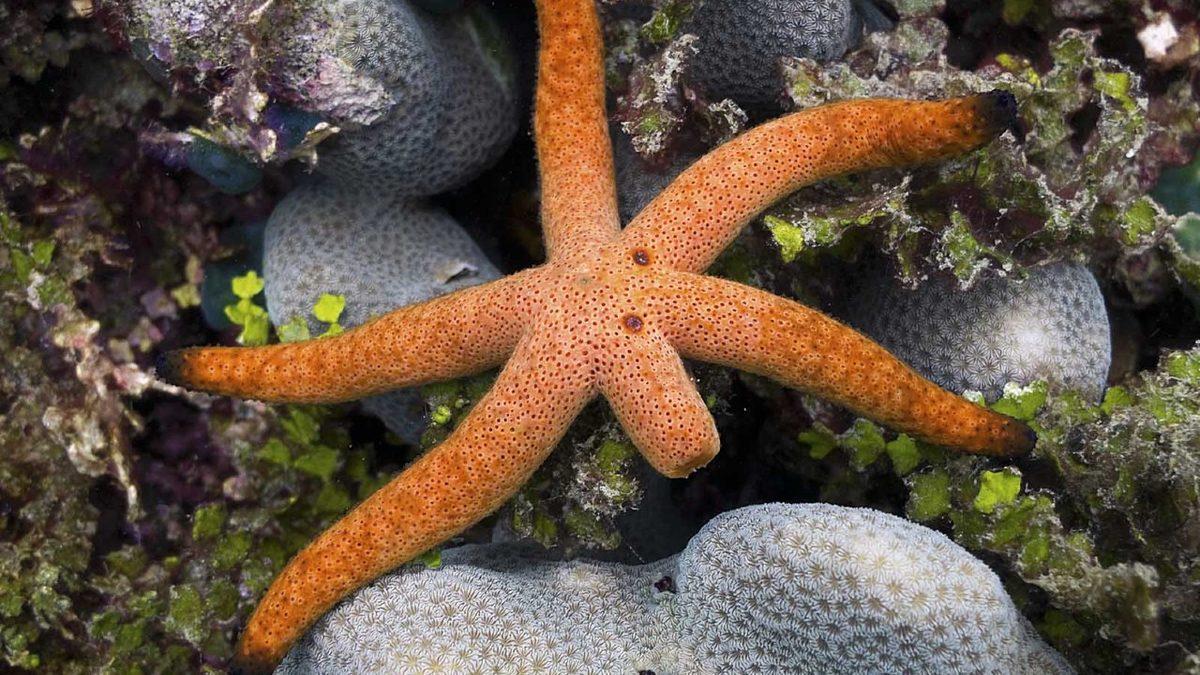 Biyoloji Dersinde Uyuyanlar Buraya: Solucan Gibi Canlıların Kesilen Uzuvları Nasıl Oluyor da Yeni Bireylere Dönüşebiliyor?