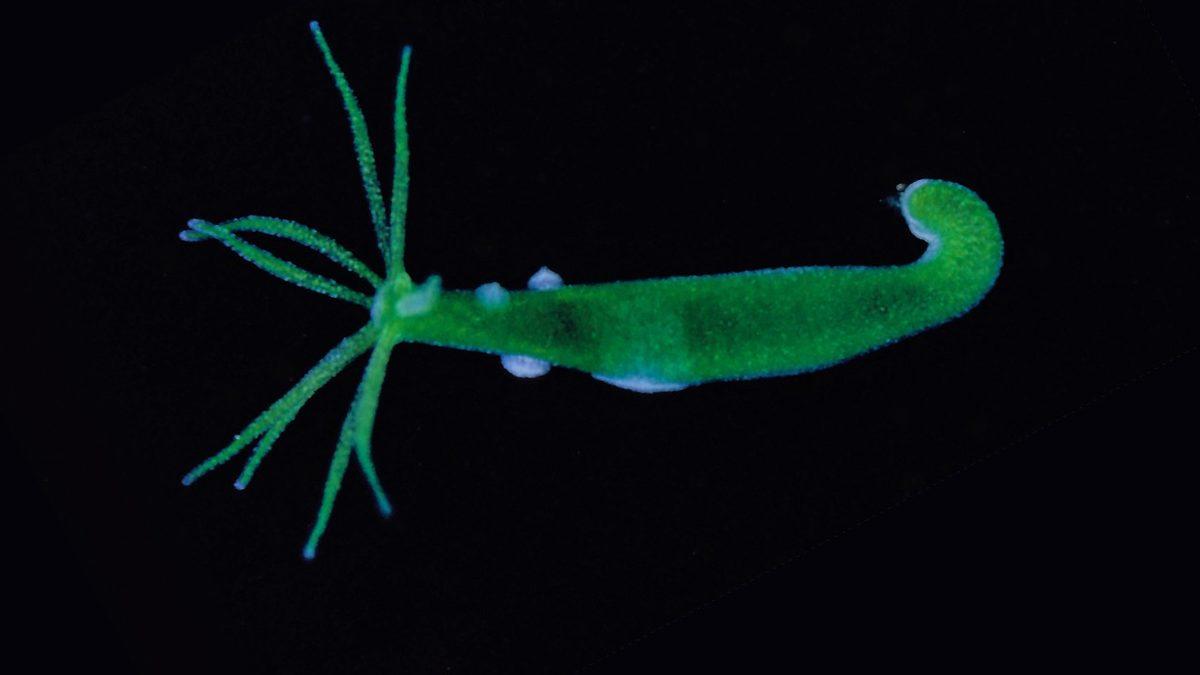 Biyoloji Dersinde Uyuyanlar Buraya: Solucan Gibi Canlıların Kesilen Uzuvları Nasıl Oluyor da Yeni Bireylere Dönüşebiliyor?