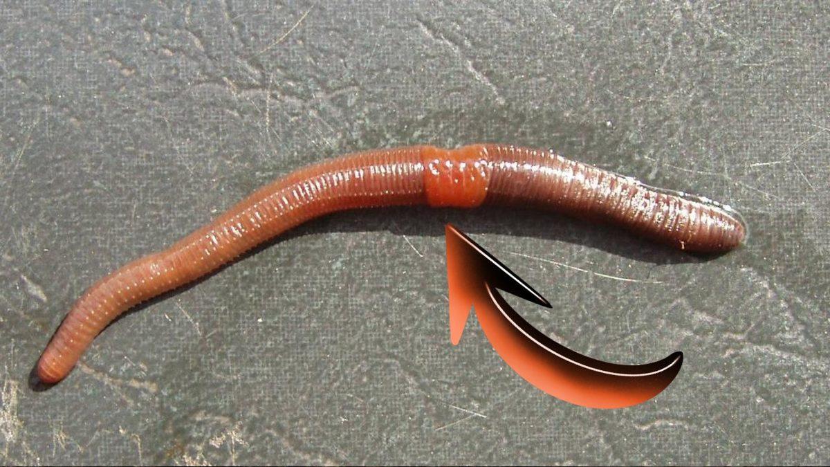 Biyoloji Dersinde Uyuyanlar Buraya: Solucan Gibi Canlıların Kesilen Uzuvları Nasıl Oluyor da Yeni Bireylere Dönüşebiliyor?