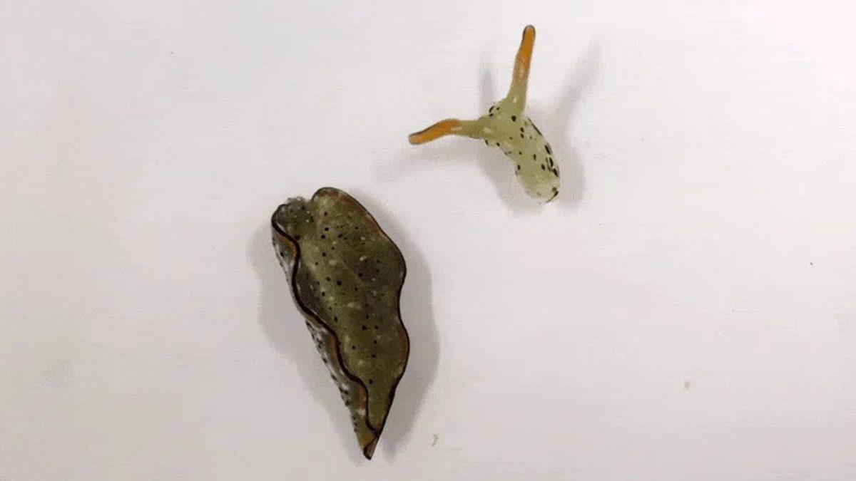 Biyoloji Dersinde Uyuyanlar Buraya: Solucan Gibi Canlıların Kesilen Uzuvları Nasıl Oluyor da Yeni Bireylere Dönüşebiliyor?