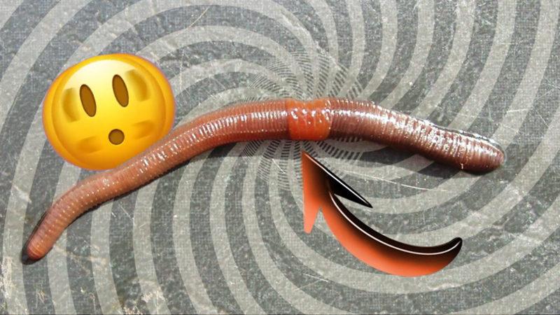 Biyoloji Dersinde Uyuyanlar Buraya: Solucan Gibi Canlıların Kesilen Uzuvları Nasıl Oluyor da Yeni Bireylere Dönüşebiliyor?