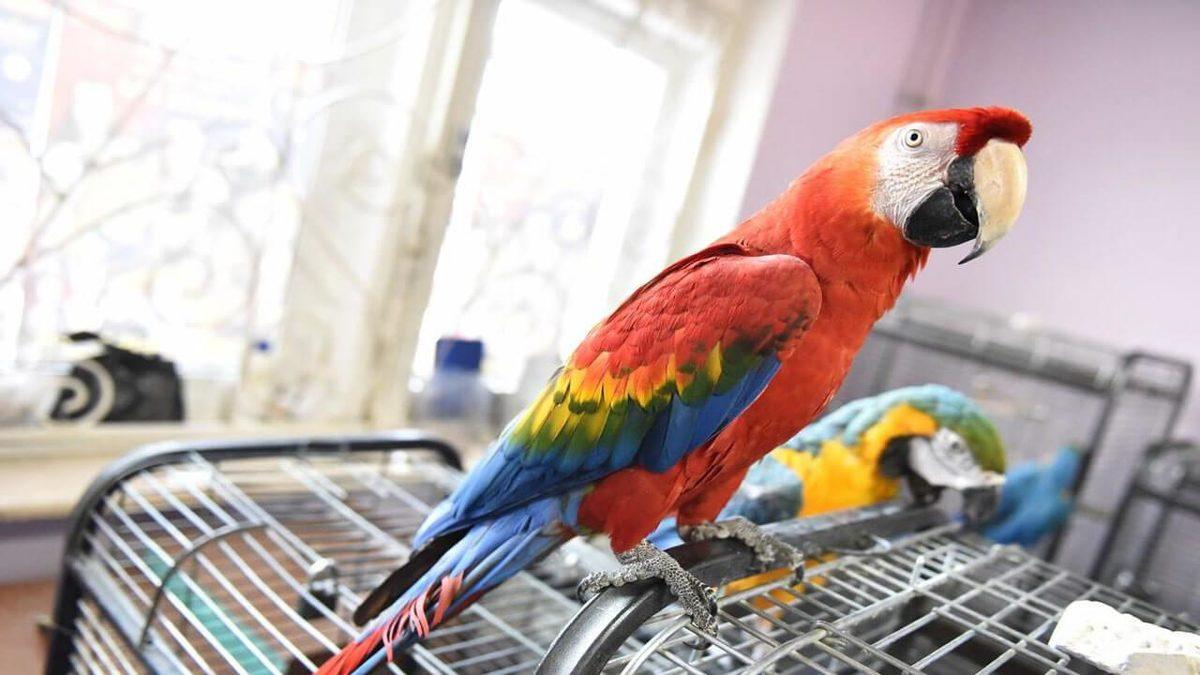 Taklit Yeteneğiyle İnsanı Büyüleyen Papağanlar Hakkında 10 İlginç Bilgi: Bazılarına İnanmakta Güçlük Çekeceksiniz!