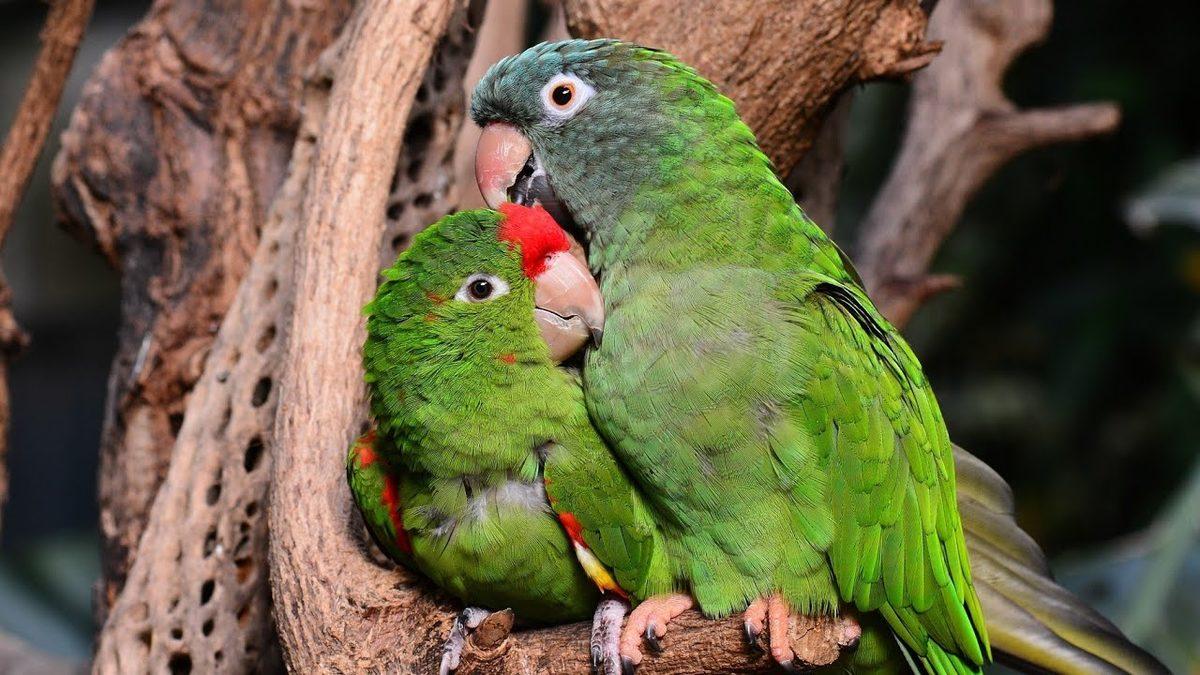 Taklit Yeteneğiyle İnsanı Büyüleyen Papağanlar Hakkında 10 İlginç Bilgi: Bazılarına İnanmakta Güçlük Çekeceksiniz!