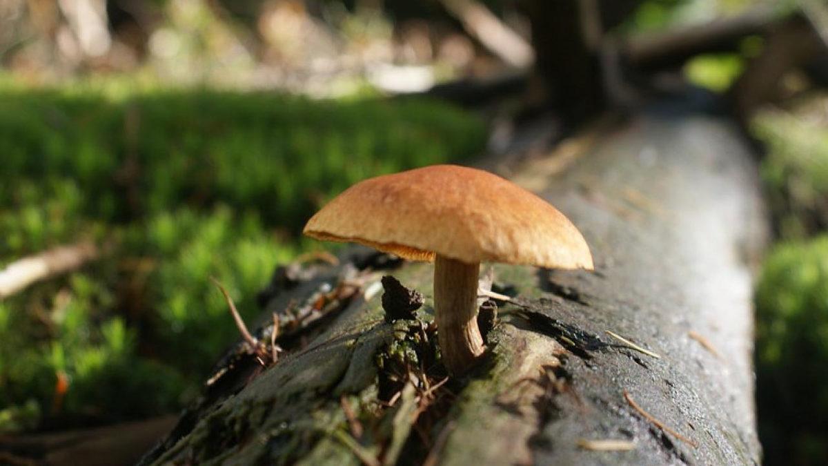 ’Kendi 7 Harikasına Sahip’ Polonya Hakkında Daha Önce Duymadığınız İlginç Bilgiler