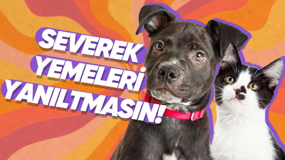 Can Dostunuzu Yavaş Yavaş Öldürmek İstemiyorsanız Mama ve Kum Seçerken Bunlara Dikkat Etmelisiniz!