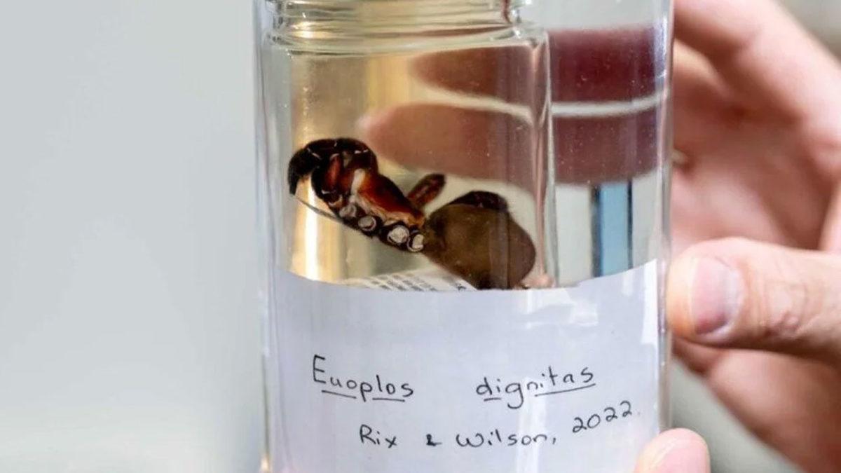 Avustralya’da Onlarca Yıl Yaşayabilen ’Dev’ Bir Örümcek Türü Keşfedildi