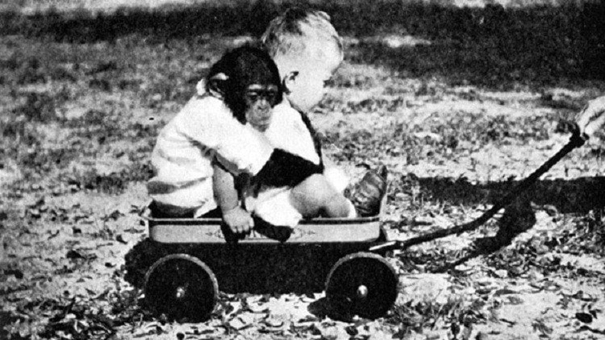 Tarihin En Ürpertici Deneylerinden Biri: Şempanzeyle Kardeş Olarak Büyütülen ve Gittikçe Ona Benzeyen Bebek